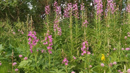 manual optics shooting flowers of the far North in summer