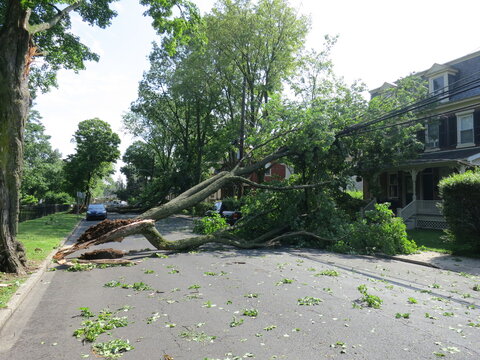 Large tree limb falls on power lines on residential street after tornado. Storm damage.