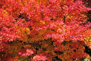 紅葉