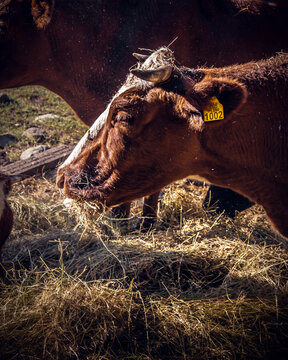 animal en campo