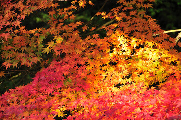 紅葉