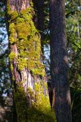Mossy Tree Trunk