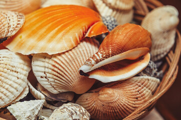 seashells, summer memories of warm days