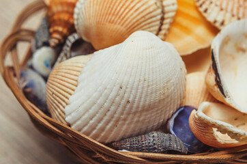 collection of various seashells from the sea