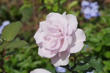 淡いピンク色のバラの花