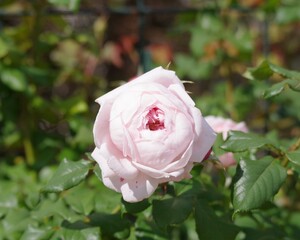 淡いピンク色のバラの花