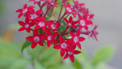 赤いペンタスの花