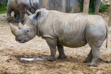 The white rhinoceros (Ceratotherium simum) is the largest extant species of rhinoceros. It has a wide mouth used for grazing and is the most social of all rhino species.