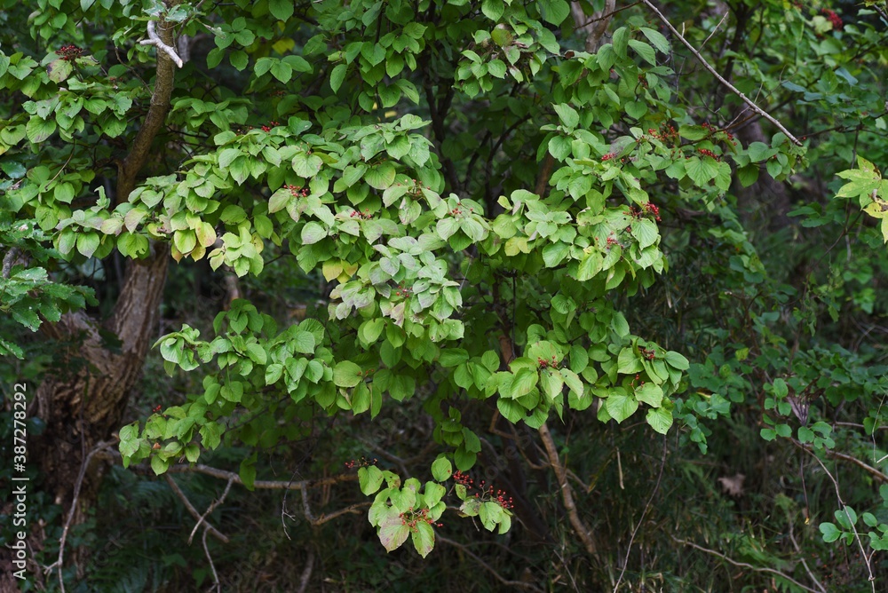 Wall mural Linden viburnum (Viburnum dilatatum)  berries / Viburnaceae deciduous shrub.