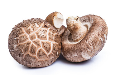 clipping path Shiitake mushrooms isolated on white background