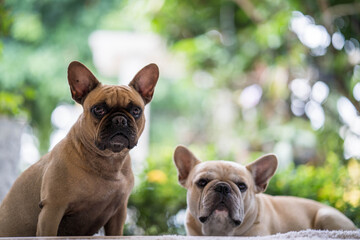 Cute French bulldogs sitting outdoor looking to camera.