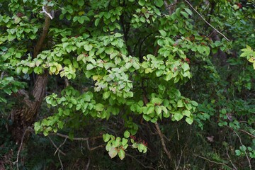 Linden viburnum (Viburnum dilatatum)  berries / Viburnaceae deciduous shrub.