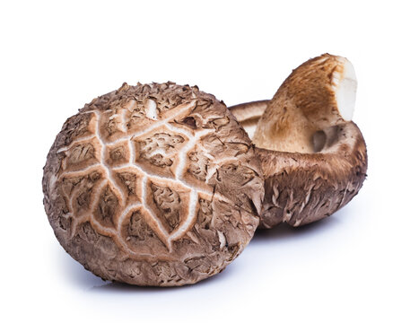 clipping path Shiitake mushrooms isolated on white background