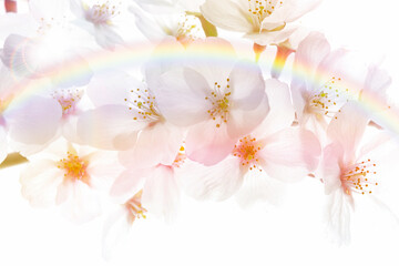 Obraz premium さくら