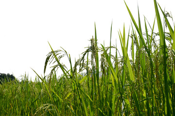 Green rice fields isolated on white background