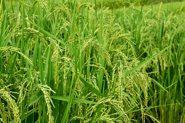 Plant of green rice fields at landscape Thailand