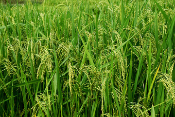 Plant of green rice fields at landscape Thailand