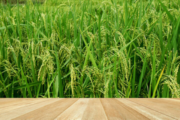 Empty top wooden table on plant of green rice fields at landscape Thailand
