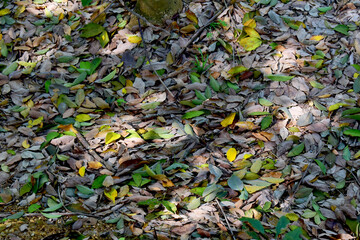 Dry leaves fall on ground