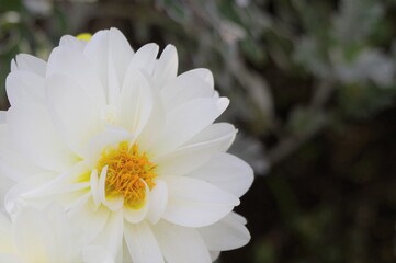 白いダリアの花
