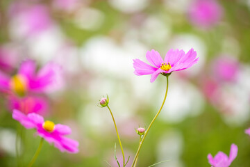 美しいコスモス畑