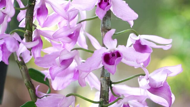 Dendrobium Aphyllum orchids flowers bloom in spring adorn the beauty of nature, a rare wild orchid decorated in tropical gardens