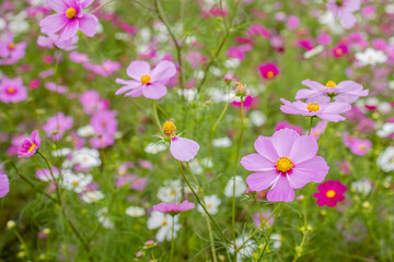 美しいコスモス畑
