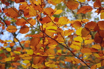 Autumn leaves in the sun on a tree in the sun background