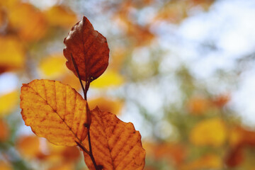 Fototapeta na wymiar Autumn leaves in the sun on a tree in the sun background