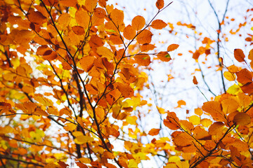 Autumn leaves in the sun on a tree in the sun background