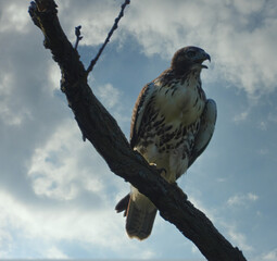 Red-Tailed Hawk Bird of Prey Perched High on Bare Tree Branch Screeches with Beak Open with Bright Blue Sky with Clouds in the Background Raptor on the Hunt