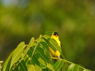 American Goldfinch Bird Hiding Behind Green Leaves While Perched on Tree Branch