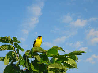 American Goldfinch Bird Looks Forward While Perched on Tree Branch with Green Leaves with Bright Blue Sky with a Few White Clouds