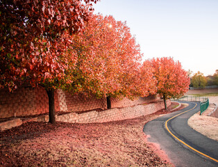 autumn trees in the park