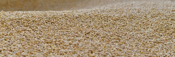 Panoramic of the mound of barley grains. With a wavy surface.