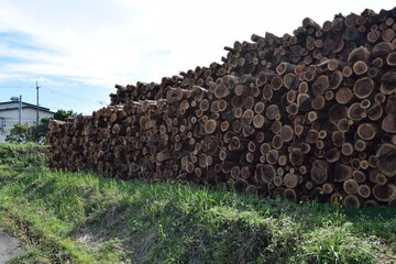 積まれた大量の丸太