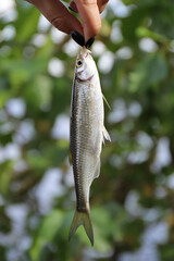 female hand hold small fish caught in the lake on summer fishing in the forest