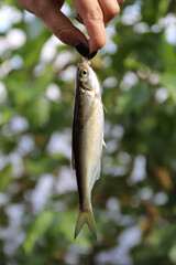 female hand hold small fish caught in the lake on summer fishing in the forest