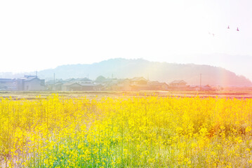 天の香具山と菜の花