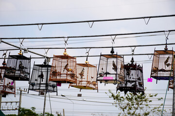 Bird in the birdcage,southern Thailand