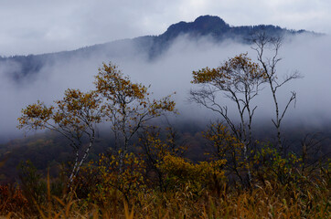 秋の尾瀬　黄葉、黄葉に輝く湿原。目を上げれば、燧ヶ岳が、黄色や紅、緑にその雄姿を着飾っている。尾瀬ヶ原、尾瀬沼、憧れであり、心の休まるところ、時を忘れて、いつまでもこの自然の中に埋もれていたい。