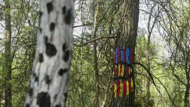 camera focus blur change of painted tree trunks in catalonia forest in spain. nature and art combination