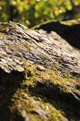 Ancient textured stone in the forest illuminated by the sun