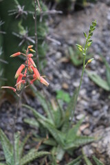 Red Flower Succulents