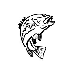 West Australian Dhufish Glaucosoma Hebraicum Westralian Jewfish or West Australian Pearl Perch Jumping Mascot Black and White