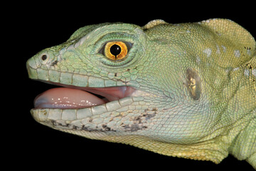 basilisco verde (Basiliscus plumifrons)