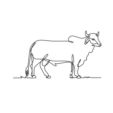 Brahman Bull Standing Side View Continuous Line Drawing Black and White Illustration