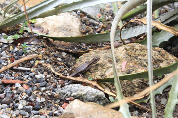 Small Lizard Among Cactus