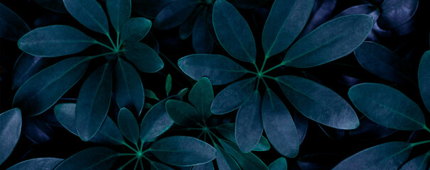 closeup tropical dark leaf background. Flat lay, fresh wallpaper banner concept