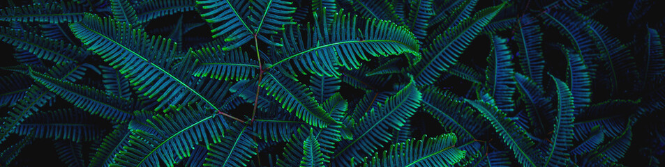 closeup tropical green fern leaf background. Flat lay, fresh wallpaper banner concept